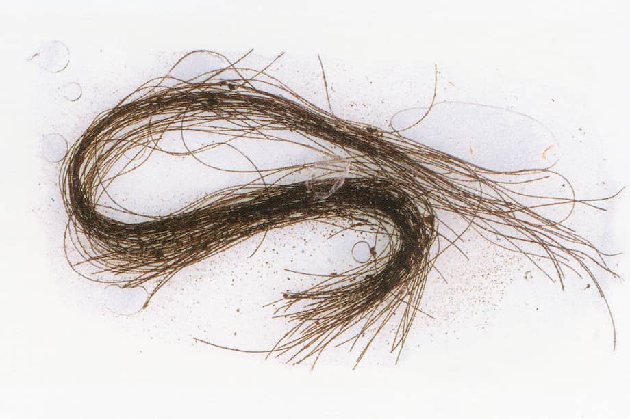 Un mechón de pelo de hace casi 3.000 años bastó para lograr la primera evidencia directa del uso en Europa de drogas.EFE/ AsSOME-Universitat Autònoma De Barcelona.