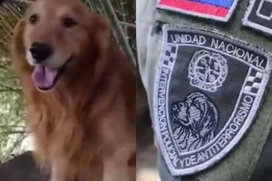 Toro es un golden retriever especialista en detención de sustancias narcóticas.