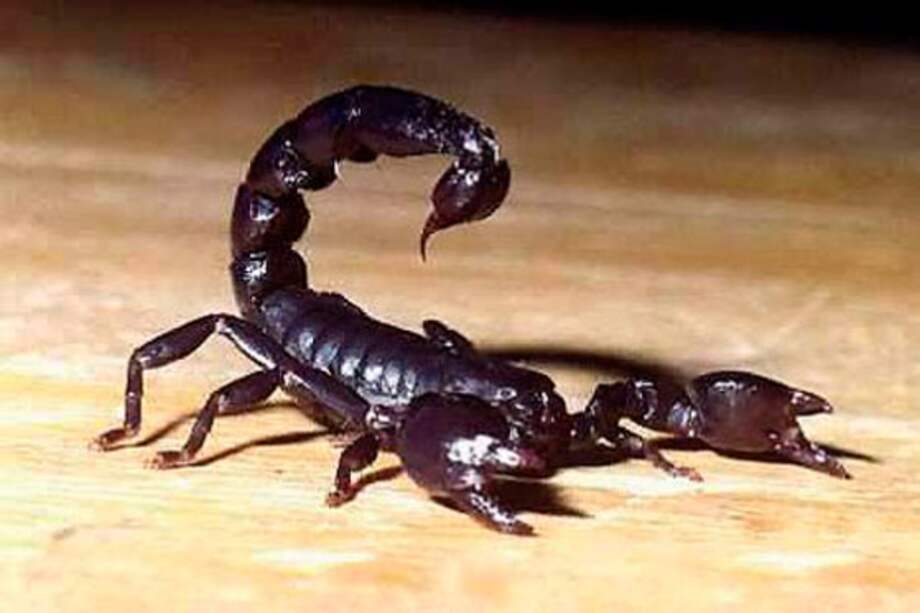 Alerta en Buenos Aires por aparición de alacranes en área metropolitana