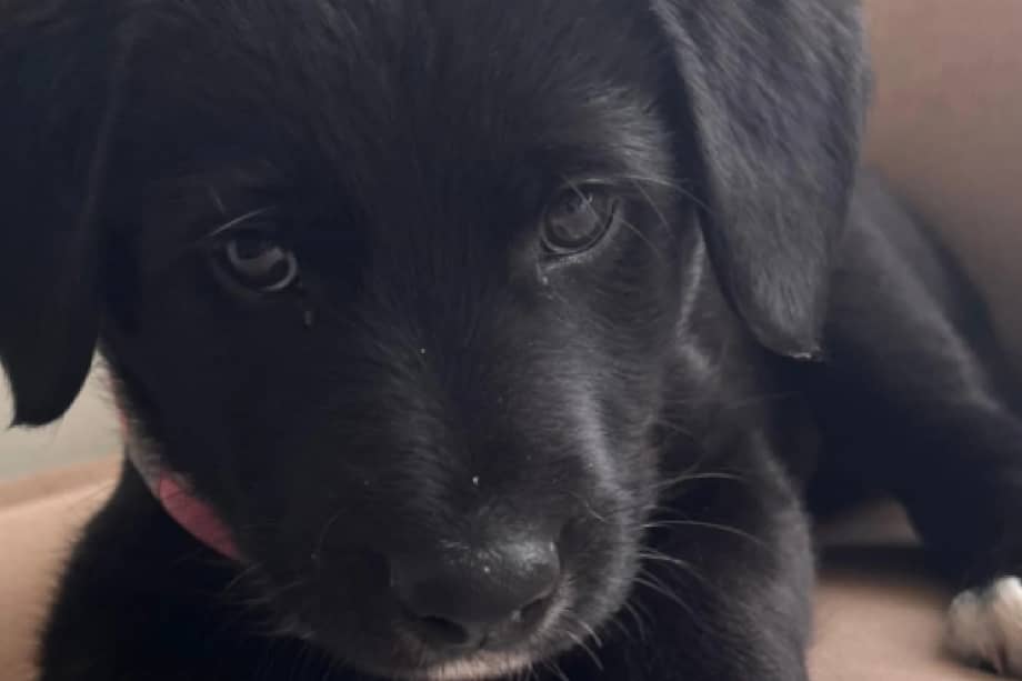 El mayor anhelo del equipo de rescate es que Dona pueda pasar esta Navidad junto a su familia definitiva, en un entorno lleno de cuidado y afecto.