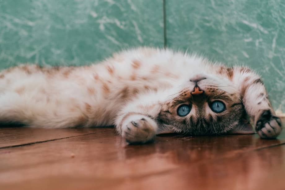 A la mayoría de los gatos no les gusta que le toquen la barriga, ya que esta región abriga algunos de sus órganos vitales.