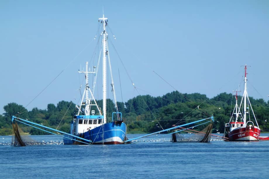 Una posible vía de exposición es la manipulación sin protección de animales acuáticos, como camarones (54% de casos), seguida por el consumo de productos marinos crudos.