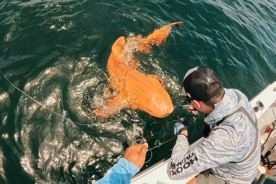 El tiburón se halló durante una jornada de pesca deportiva organizada por la empresa Parismina Domus Dei.