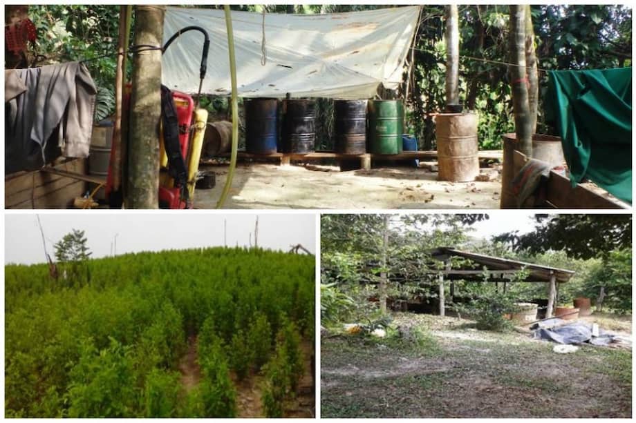 Hallan centro de producción de coca de las Farc y ELN en el Catatumbo