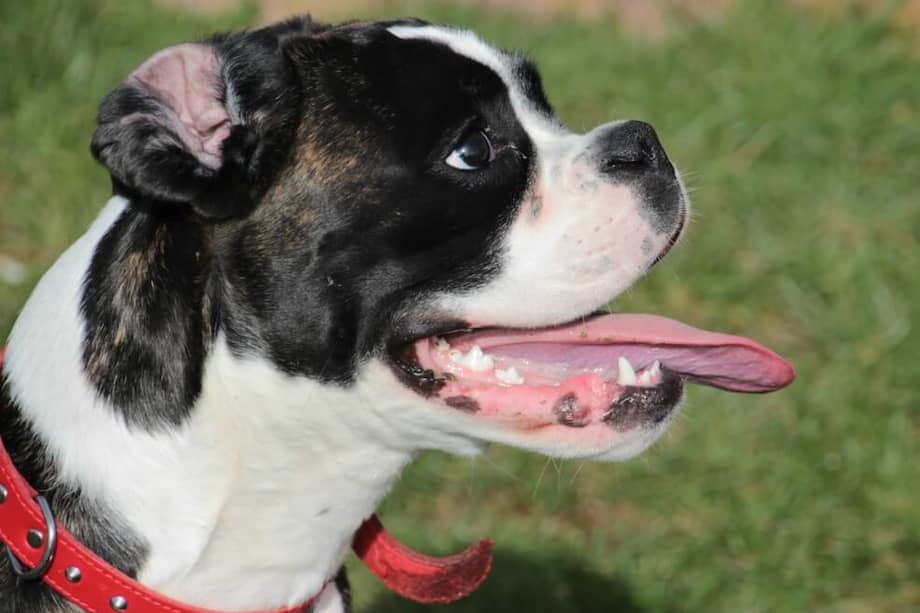 La Capnocytophaga canimorsus suele estar en la saliva de perros y gatos. / Pxhere