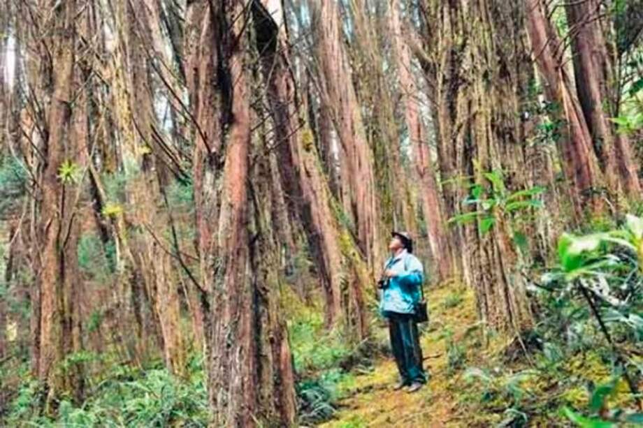 Denuncian “arboricidio” en Cerros Orientales de Bogotá