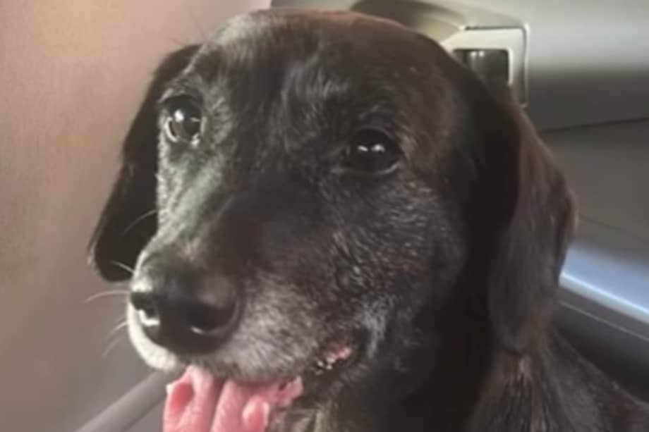 La historia del perro se viralizó en redes sociales por la decisión que tomó una de las locutoras.