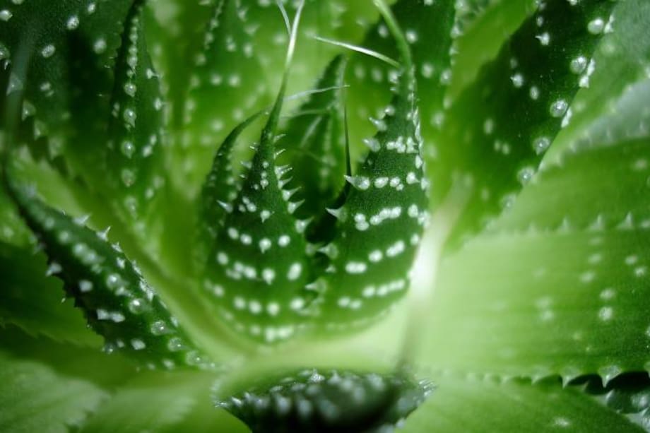 Cinco beneficios de la sábila en tu salud