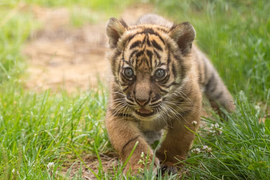 El tigre de Sumatra, una especie en peligro crítico de extinción, en un zoológico de Polonia.