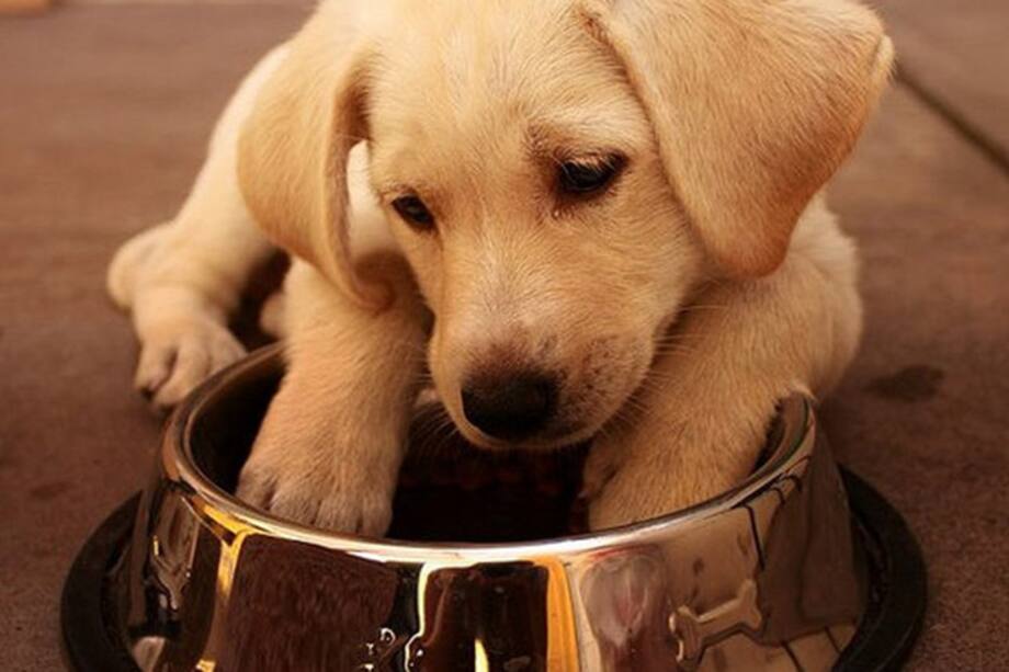 Ocho alimentos que no le debes dar a tu perro