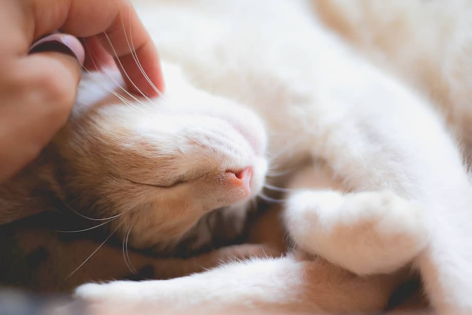 Los gatos están entre los animales que más horas al día dedican a dormir, por lo que no es una casualidad que le guste dormir a su lado.