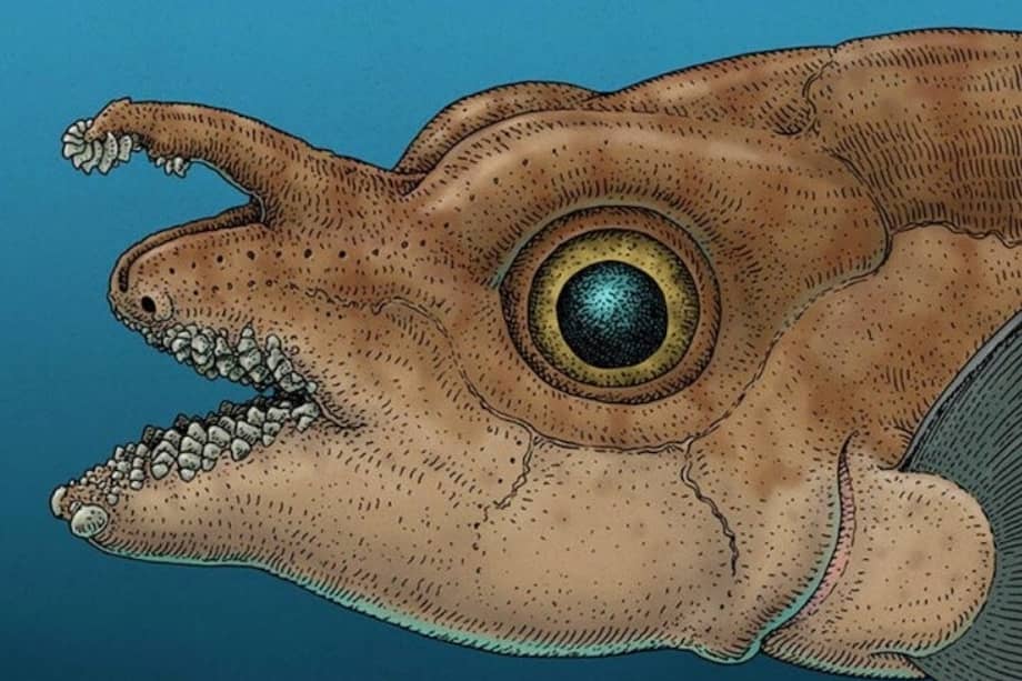 Ilustración de los dientes frontales en el pez rata moteado macho adulto.