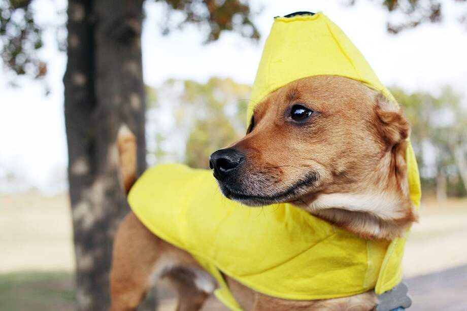 Autoridades recuerdan que el bienestar de las mascotas también debe ser prioridad en Halloween: evitar el ruido, los disfraces incómodos y los dulces humanos.
