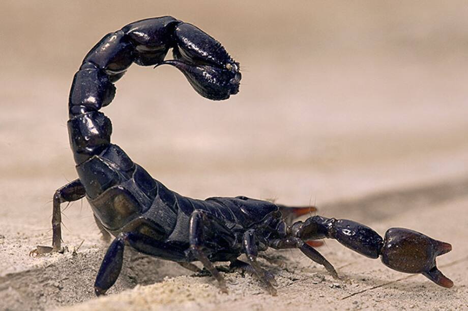 Escorpión tendrá una semana llena de emociones en las que se pondrá a prueba su paciencia