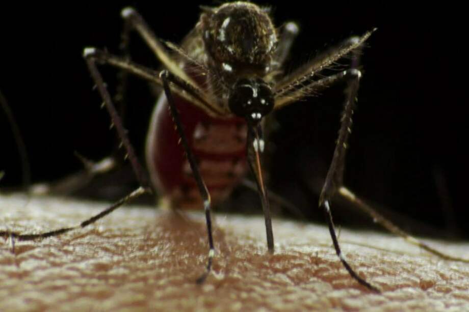 Venezuela, agobiada por el dengue, la malaria y el chicunguña