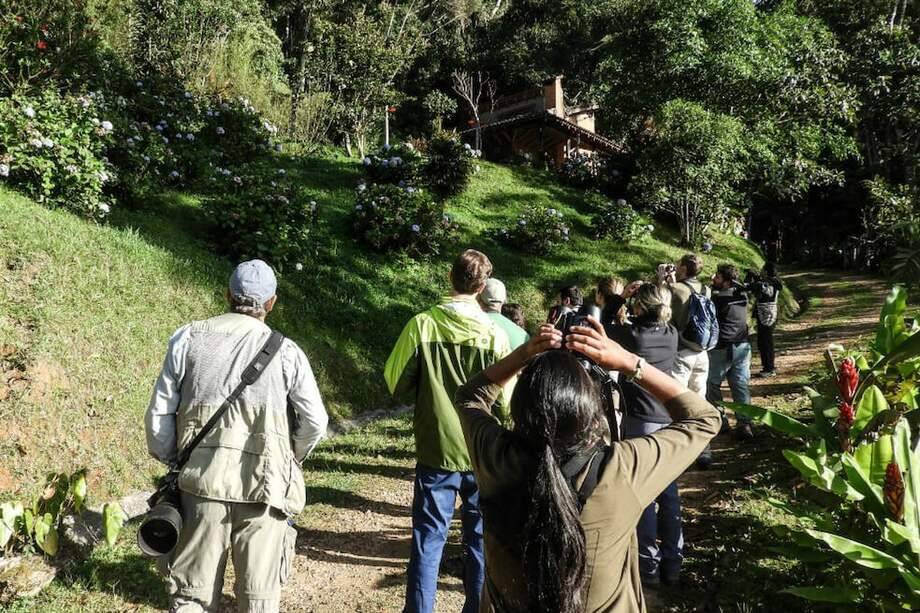 De ganar, Colombia se llevaría por tercera vez el puesto del país con mayor avistamientos de aves del mundo. / Tomado del Twitter @GachalaPrensa