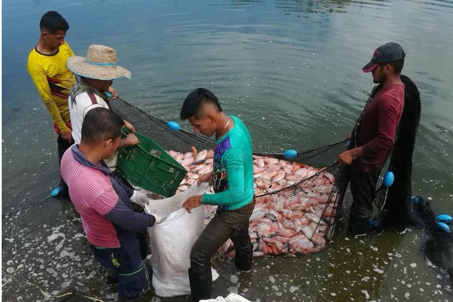 En Putumayo hay 227 empresas relacionadas con la pesca, según el Ministerio de Comercio.