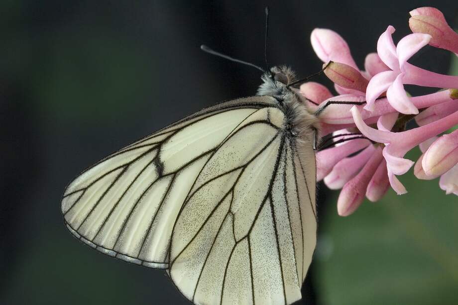En la parte superior de las alas delanteras y traseras, las mariposas blancas del majuelo venas negras (Aporía crataegi) tienen un blanco translúcido con tintes negros.