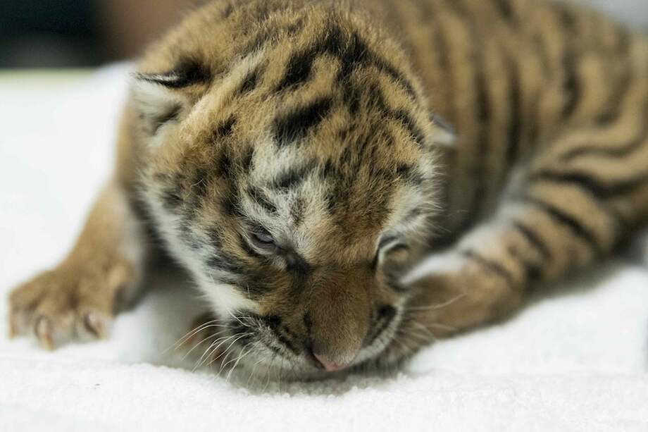 La cachorra aún no tiene nombre, no ha abierto sus ojos y emite pequeños sonidos y permanece de momento completamente dormida en una caja de madera.