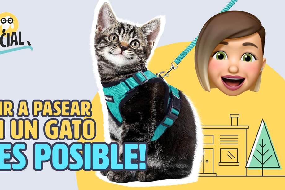 Crece la tendencia de salir a la calle para pasear a las mascotas felinas.