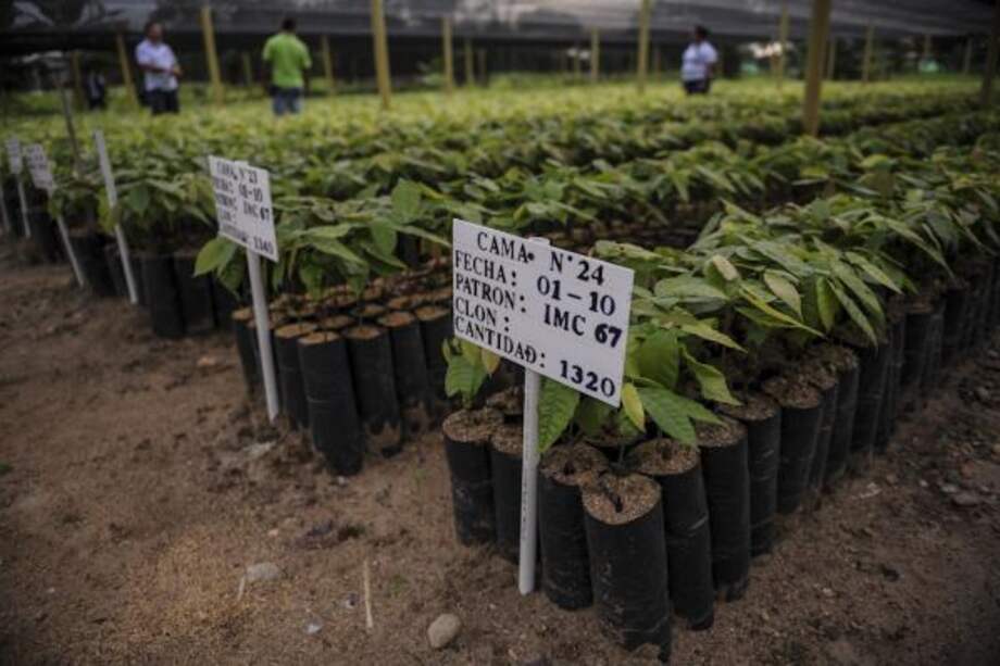 Este vivero, ubicado en El Doncello (Caquetá), tiene 42 mil plántulas de cacao para familias del municipio. /Mauricio Alvarado -El Espectador