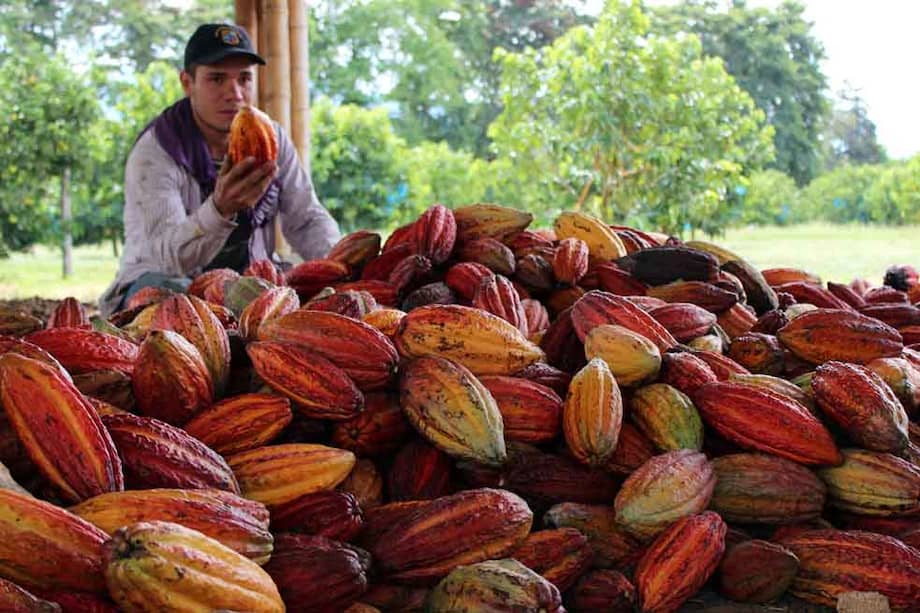 La reactivación del cultivo de cacao ha beneficiado a trabajadores como Julián Camilo David. / Fotos: María Alejandra Medina