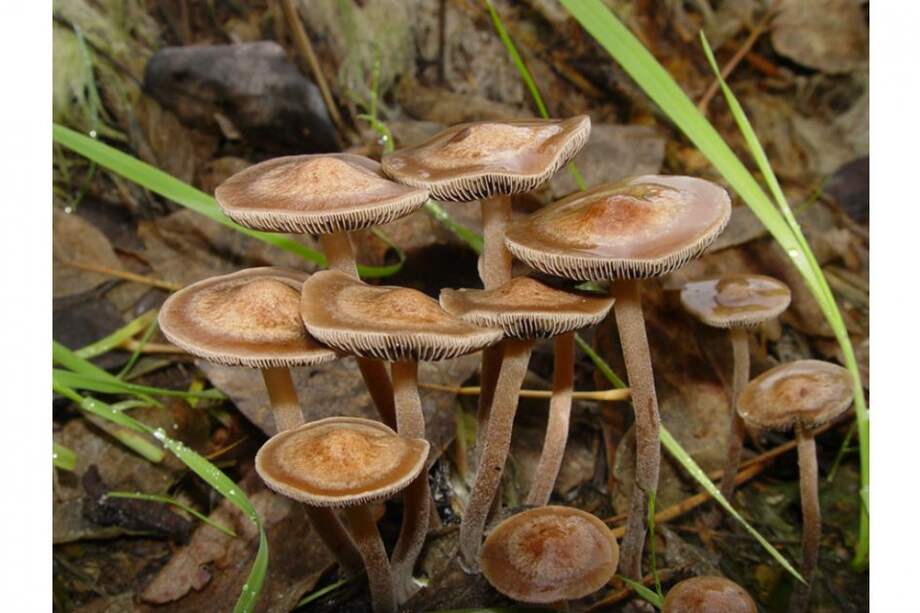 Componentes en los hongos alucinógenos podrían combatir la depresión. /Wikipedia