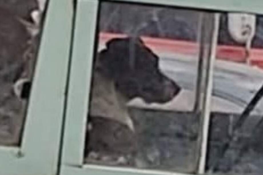 Aparecieron los perritos que se llevaron agentes de tránsito dentro de un carro.