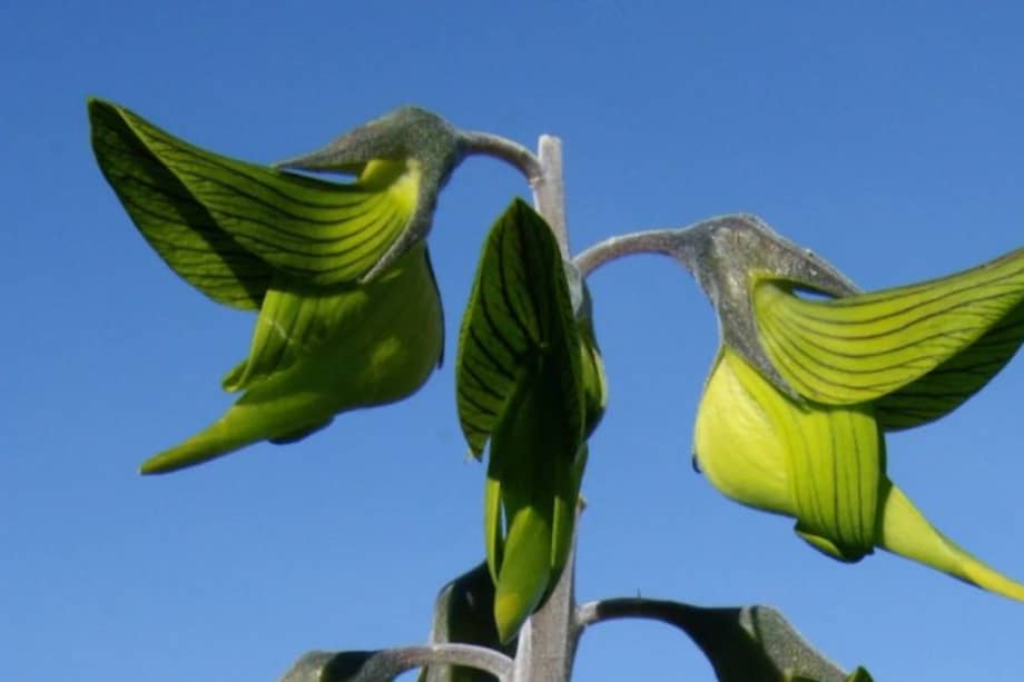 Esta planta de clima cálido necesita bastante luz solar y suelos con excelente drenaje, ya que no tolera el exceso de humedad ni las heladas intensas.