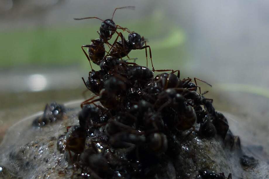 Pequeño grupo de hormigas obreras tratando de formar una balsa. / Dumas Galvez - DEE-UNIL