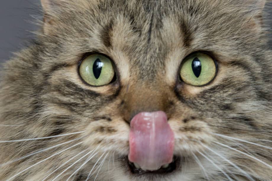 Los motivos de tu gato para llevar animales muertos no son malos.