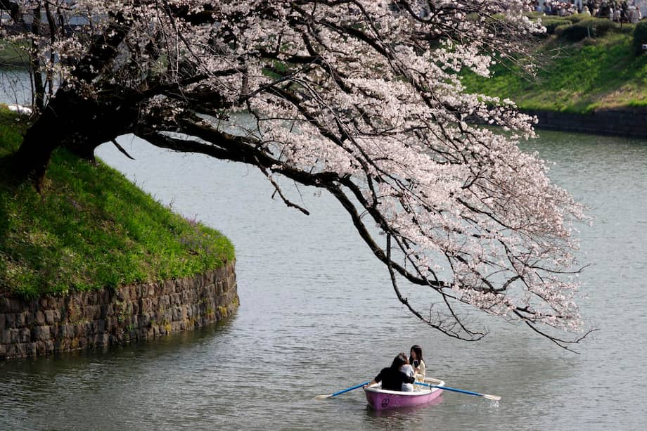 TOKYO (Japan), 30/03/2026.- People rowing a boat enjoy the view of cherry blossoms in full bloom at Chidorigafuchi Moat in Tokyo, Japan, 30 March 2026. Cherry blossoms in central Tokyo have reached full bloom slightly earlier than usual this year. (Japón, Tokio) EFE/EPA/FRANCK ROBICHON