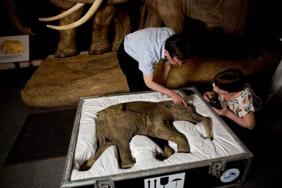 Cría mamut que murió hace 42 mil años será exhibida por primera vez
