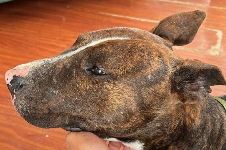 Este bull terrier está castrado, es consentido y tiene una personalidad amable y simpática. Busca una familia que tenga experiencia con perros de raza fuerte.