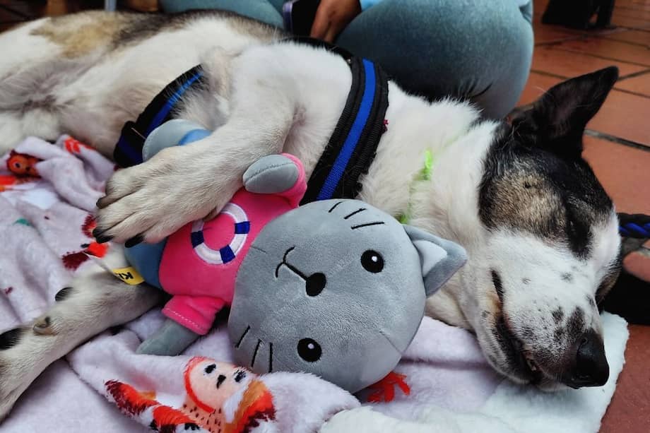 La historia de Pirata Patria demuestra que todos los animales, sin importar su edad o condición, merecen una segunda oportunidad.