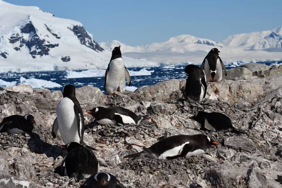 Los pingüinos gentoo mostraron el mayor cambio, con un adelanto promedio de 13 días en su temporada reproductiva.