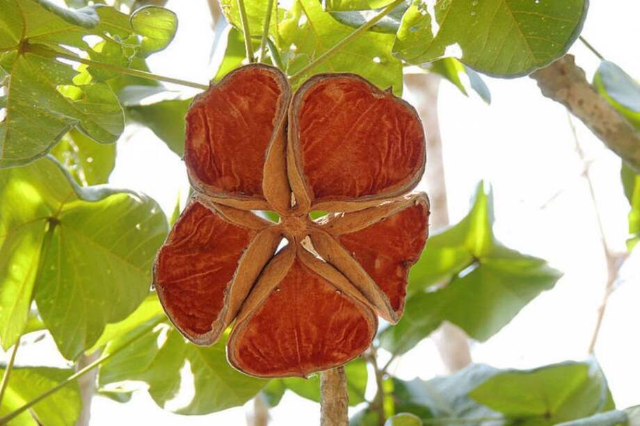 agenciadenoticias.unal.edu.co / Cortesía Rodrigo Bernal