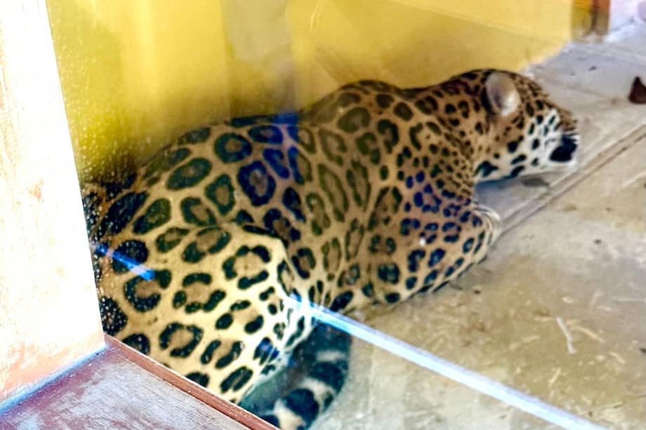 El jaguar fue reportado desde la madrugada al interior de las instalaciones de la Universidad Nacional Sede Amazonía.