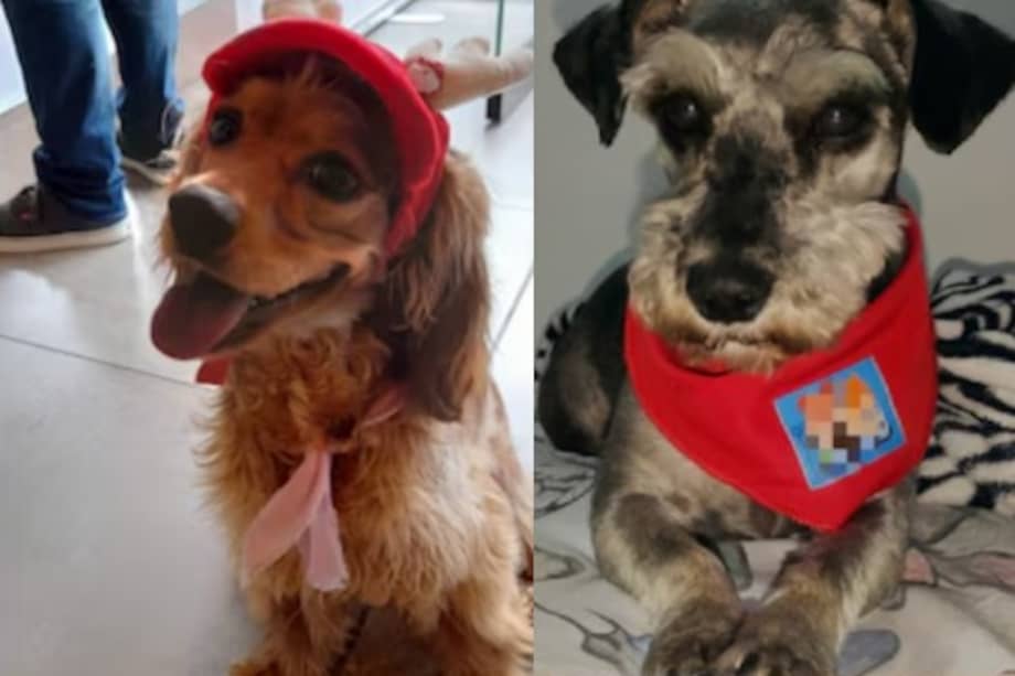 Los responsables trabajan en tiendas de mascotas y tenía bajo su responsabilidad el bienestar de los animales.