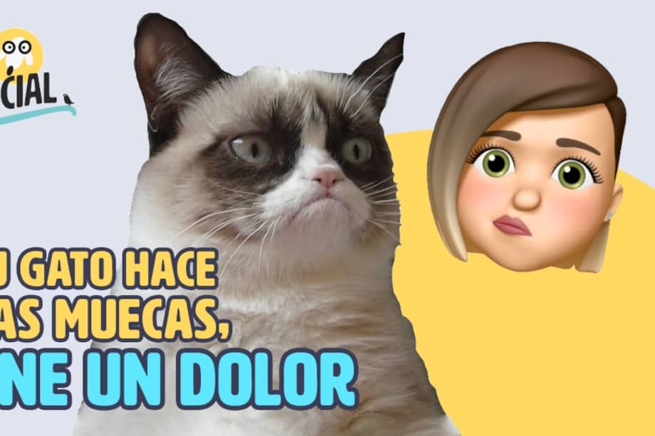 Ahora existe una escala para medir el dolor que siente su gato.