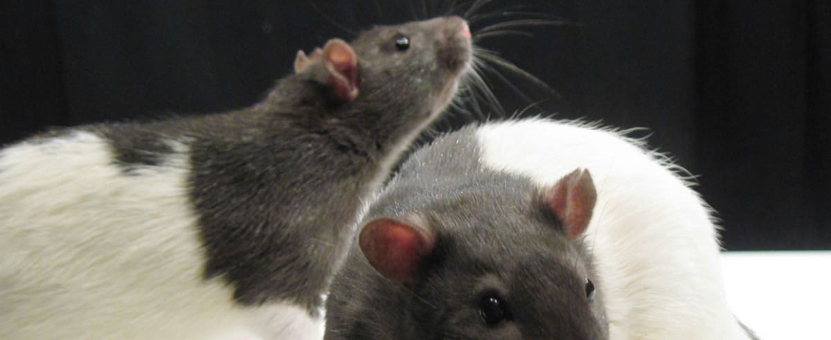 Tener un sueño con este tipo de roedor causa grades inquietudes entre los soñadores, pues no se sabe si es de buena o mala suerte