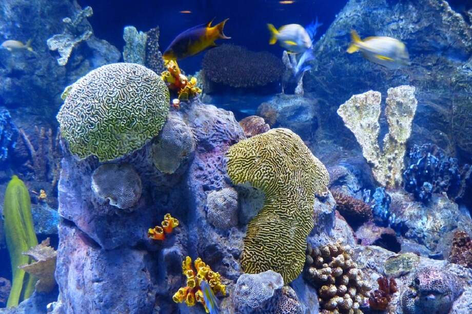 Puerto Rico se vio afectado por los huracanes Irma y María en septiembre / Pixabay