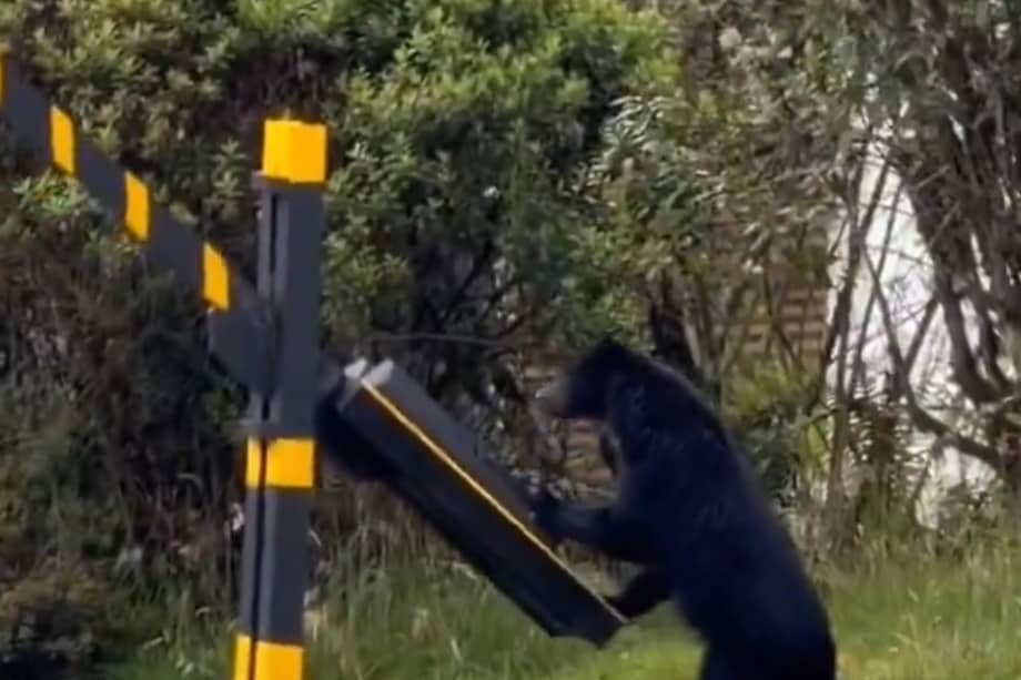 La CAR verificó que el oso andino grabado en La Calera se encontraba dentro de su hábitat natural, cerca del Parque Chingaza