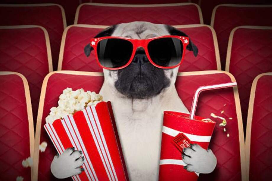 Desde “Lassie” hasta “The Bridgerton”, los perros han participado en una multitud de series y películas, e incluso, han llegado a ser las estrellas principales.