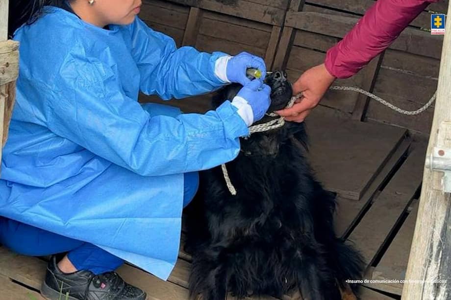 Según la investigación, varios de los animales presentaban signos de desnutrición, enfermedades y lesiones.