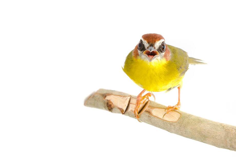 En Colombia, la región Andina es la región más rica y biodiversa de aves, con 800 especies registradas. Le sigue el bosque húmedo tropical de la Amazonia, con 730 especies; el Caribe, con 750 (delas cuales 50 son únicas de la región); el Pacífico con 650 especies y los Llanos Orientales, con 470 especies registradas. / Felipe Villegas, Instituto Humboldt