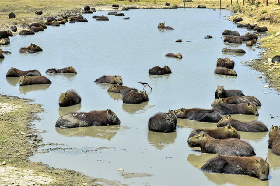 La sed en Caño Chiquito, Casanare
