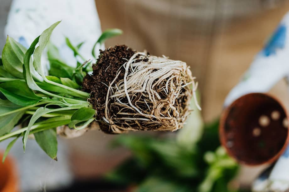 ¿Tiene una planta que le encanta y quisiera tener más ejemplares?