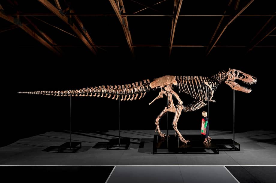 Imagen de 'Gus', el "Tyrannosaurus rex" que acaba de ser subastado.