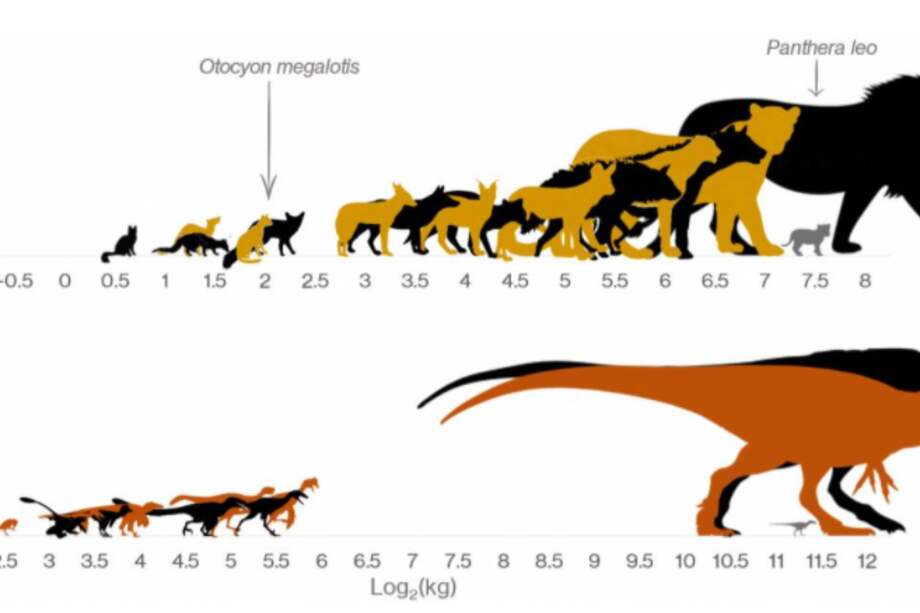Esta infografía muestra la brecha de los dinosaurios frente a los mamíferos carnívoros modernos. (A) Mamíferos carnívoros del Parque Nacional Kruger organizados a escala por masa. (B) Dinosaurios carnívoros de la Formación Parque de los Dinosaurios en función de si el carnívoro más grande se pusiera a la misma escala que el carnívoro mamífero más grande de Kruger. / Schroeder et al., Science (2021)